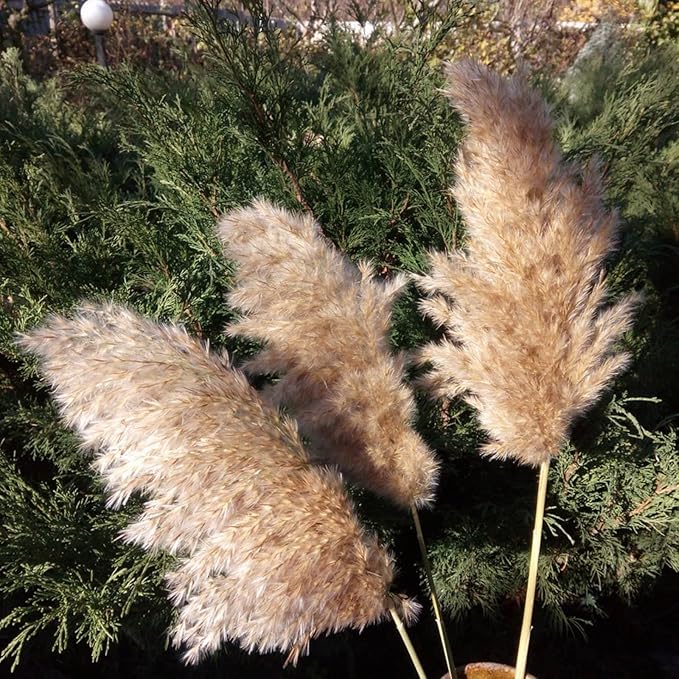 20 Pcs 27 Inch Tall Fluffy Pampas Grass XL Size Brown Dry Pompous Grass Decor Wedding Flower Boho Decor Natural Pompas Flower Bouquet (Brown, 27 inch)