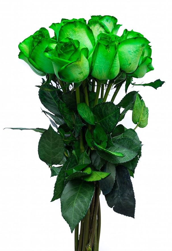 24 Stems - Fresh Cut Tinted Green Roses for Christmas Holidays from Flower Explosion