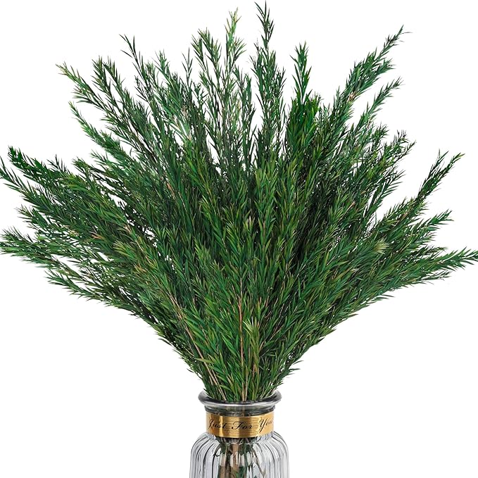Dried Greenery Stem Decor, 2 Bundles 17" Real Green Melaleuca Bracteata Branch Preserved Plant for Home Vase Floral Design DIY Arrangement Fragment Spring Decorations (Natural Green)