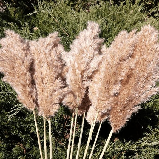 20 Pcs 27 Inch Tall Fluffy Pampas Grass XL Size Brown Dry Pompous Grass Decor Wedding Flower Boho Decor Natural Pompas Flower Bouquet (Brown, 27 inch)