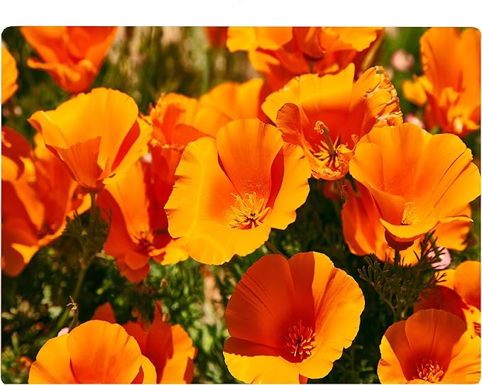 California Poppy Floral Pattern Flower Love Kitchen Glass Cutting Board Decorative Valentine's Mother's Day Gift For Her Flowers (Poppy)