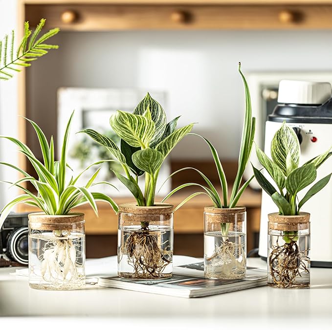 Glass Plant Propagation Stations for Plants – Set of 8(4 Large & 4 Small) Hydroponic Vases for Plant Cuttings,Flower Arrangements, Home & Office Decor–Desktop Vases for Living Room, Bedroom (8)