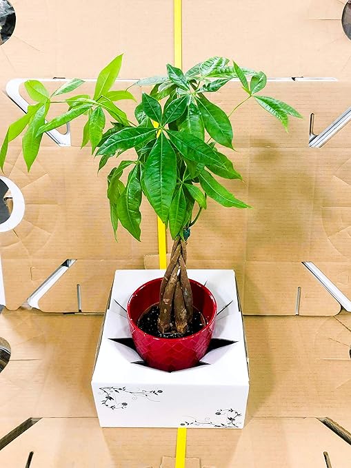 Cardboard Vase Boxes for Delivery - Florist Boxes (8"x 8"x 4") - Bundle of 10