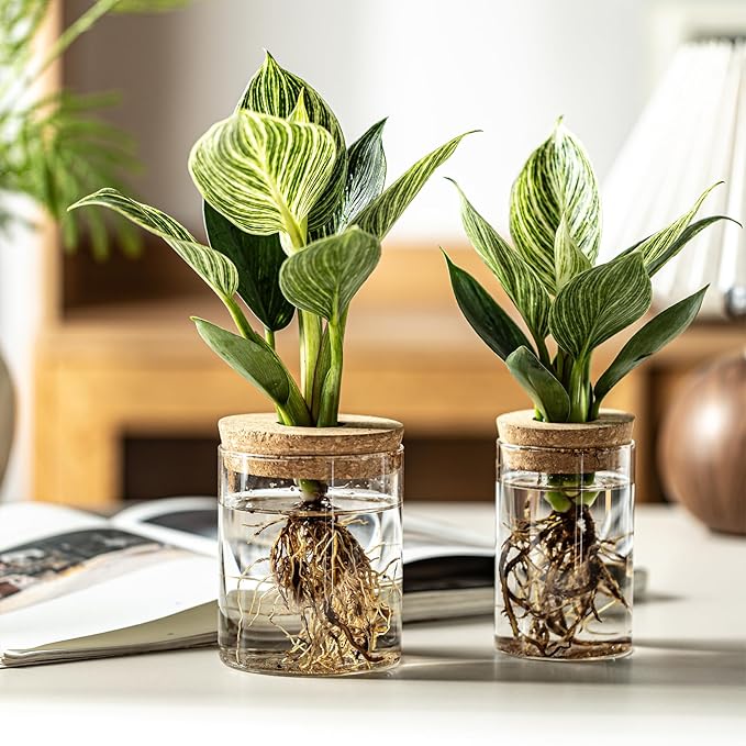 Glass Plant Propagation Stations for Plants – Set of 8(4 Large & 4 Small) Hydroponic Vases for Plant Cuttings,Flower Arrangements, Home & Office Decor–Desktop Vases for Living Room, Bedroom (8)
