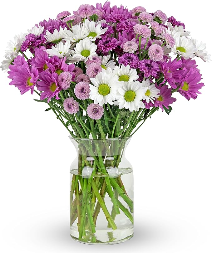 Benchmark Bouquets - 16 Stem Chrysanthemum Daisies (Glass Vase Included) - Fresh Flowers for Delivery - Gift for Birthday, Anniversary, Sympathy, Get Well, Congratulations, Thanksgiving, Christmas