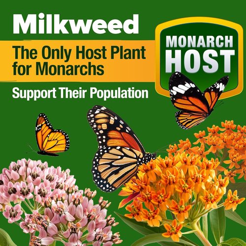 HOME GROWN Premium Monarch Butterfly Wildflower Seeds Mix - 20,000+ Non-GMO Perennial Seeds for Pollinator Gardens (2oz)