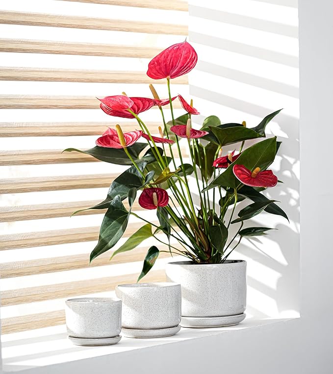 Ton Sin Plant Pots, 4.1+5.1+6.5 inch, Set of 3, Ceramic Planters with Drainage Hole and Saucer, Indoor Flower Pot with Drainage Hole, Gifts for Mom(Reactive Glaze White)