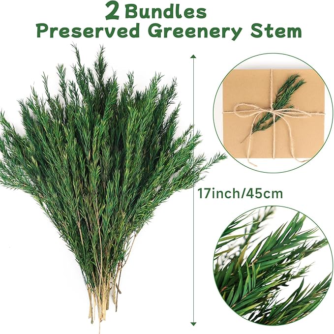 Dried Greenery Stem Decor, 2 Bundles 17" Real Green Melaleuca Bracteata Branch Preserved Plant for Home Vase Floral Design DIY Arrangement Fragment Spring Decorations (Natural Green)