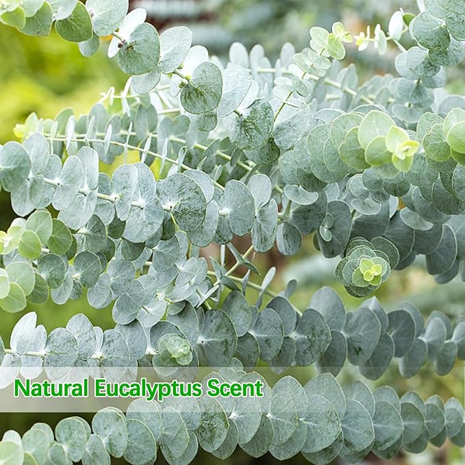 Real Dried Eucalyptus Stems, 20PCS Preserved Eucalyptus Plant 17inch Fresh Eucalyptus Greenery Plant for Vase Home Shower Wedding Festival Home Decoration
