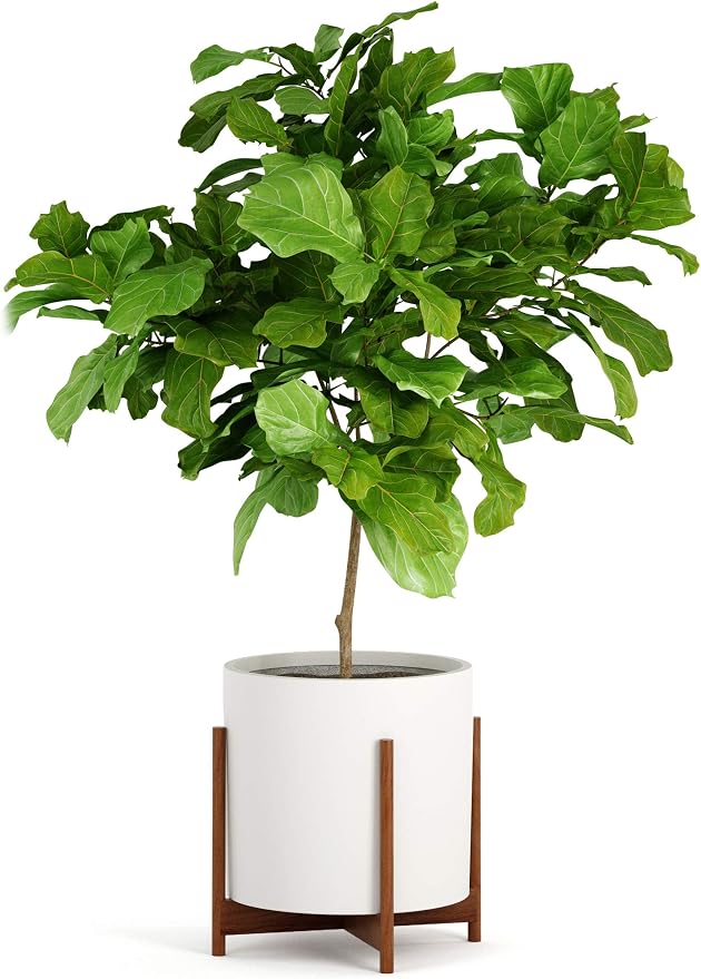 Fox & Fern Mid Century Plant Stand — 14.9 Inch Fixed Size Wooden Plant Stand for Indoor Planters (Not Included) - Extra Large Flower Pot Holder for Indoor Big Pots - Plug In Design - Acacia