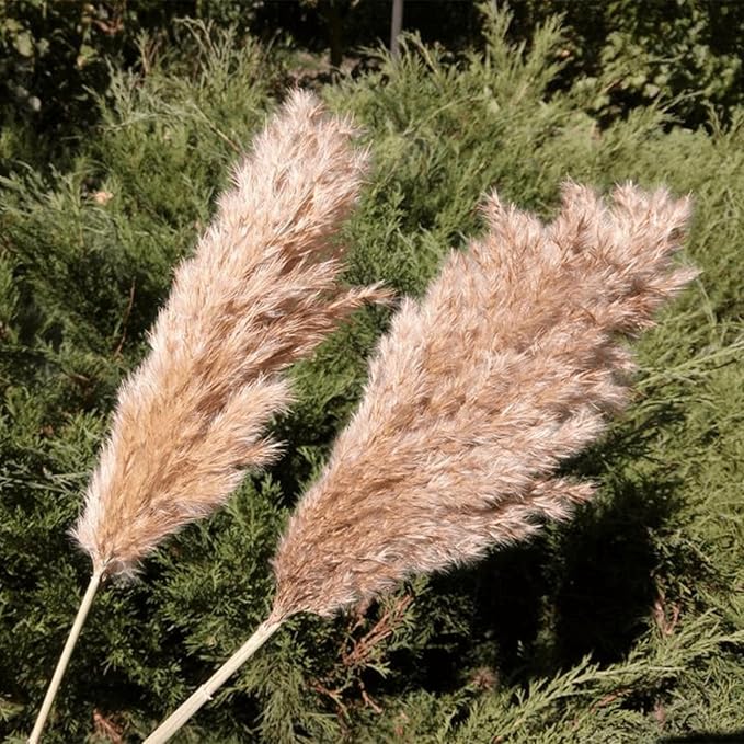 20 Pcs 27 Inch Tall Fluffy Pampas Grass XL Size Brown Dry Pompous Grass Decor Wedding Flower Boho Decor Natural Pompas Flower Bouquet (Brown, 27 inch)