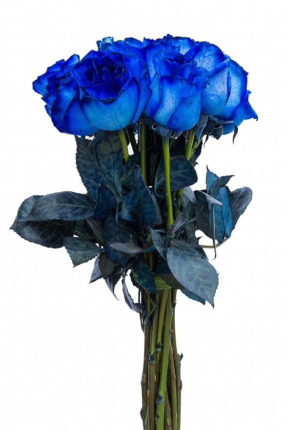 FRESH Blue Roses Bouquet by Flower Explosion - 12 Stems