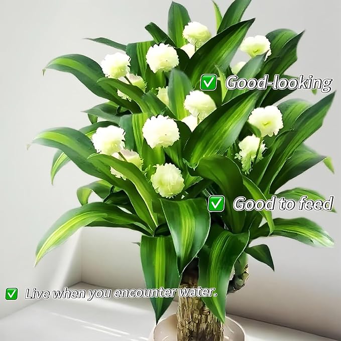 Lucky Wood Plant, Small Indoor Plant, Brazilian Wood Plants, About to Sprout, Office Desk Ornaments, Kitchen, Living Room, Home Decoration（Color Mixing）