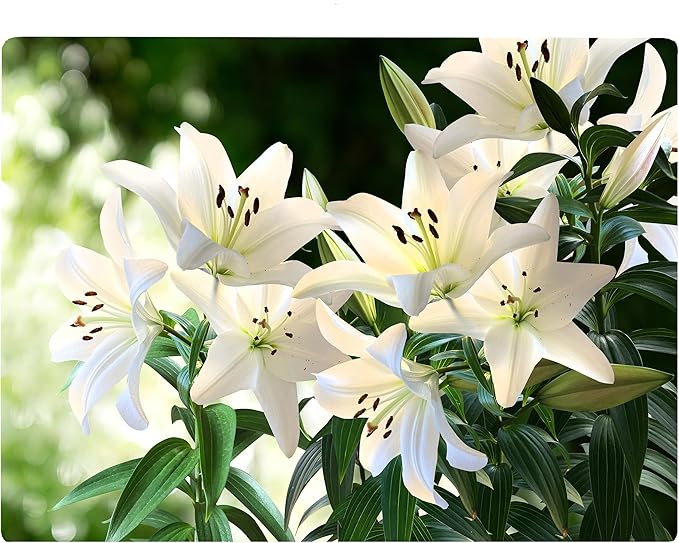 White Lily Floral Pattern Flower Love Kitchen Glass Cutting Board Decorative Valentine's Mother's Day Gift For Her Flowers (White Lily)