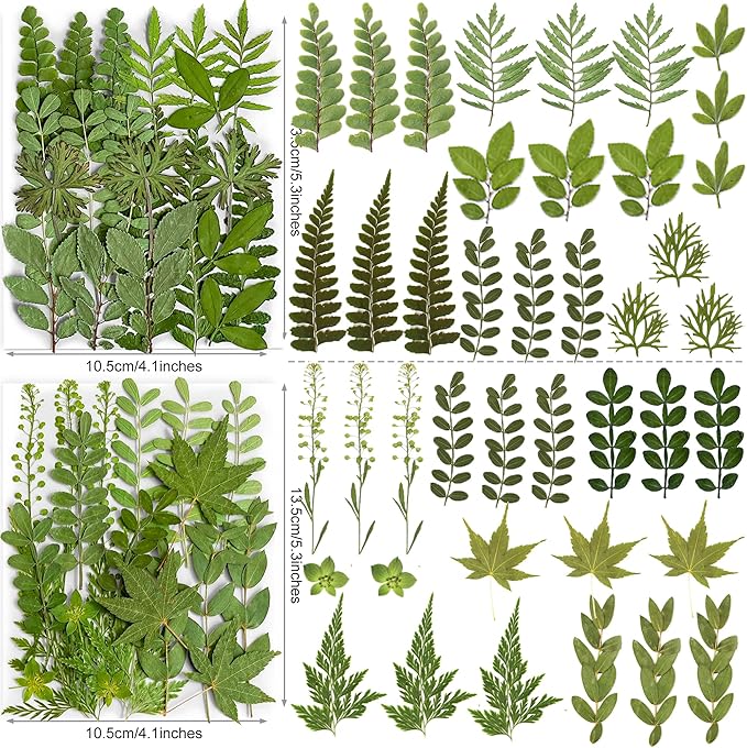 85PCS Real Dried Pressed Leaf Leaves, YouthBro Green Nature Plant Herbarium Set for DIY Jewelry Candle Soap Vase Making Nail Card Scrapbook Art Craft Floral Decors,28 Styles Green Mixed