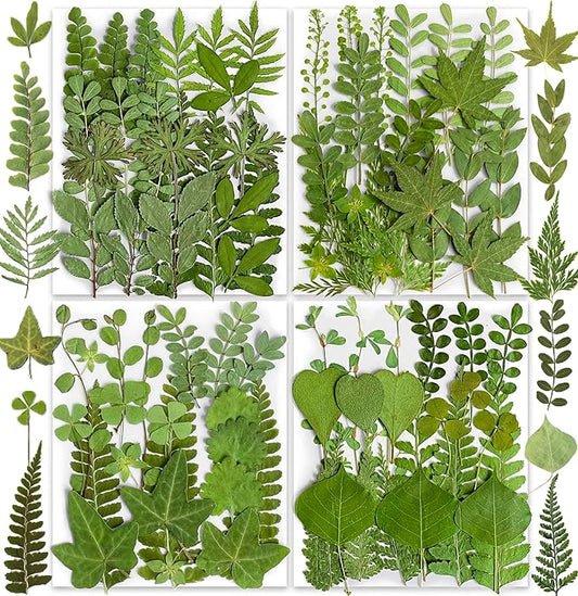 85PCS Real Dried Pressed Leaf Leaves, YouthBro Green Nature Plant Herbarium Set for DIY Jewelry Candle Soap Vase Making Nail Card Scrapbook Art Craft Floral Decors,28 Styles Green Mixed